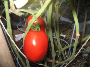 plum tomatoes in my back yard